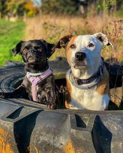 Mischlingshunde Foto Aufruf-Beitrag-Bild