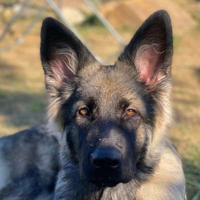 Hundetreffen-Hundekumpel für gemeinsame Spaziergänge gesucht-Bild
