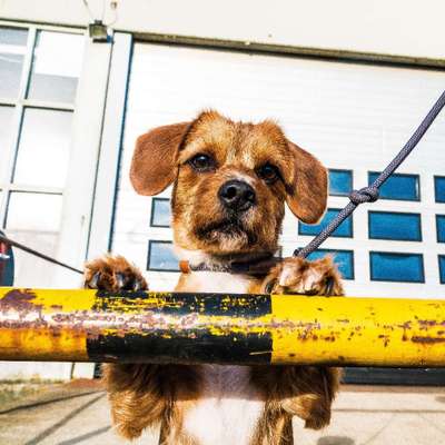 Hundetreffen-SozialWalk-Bild