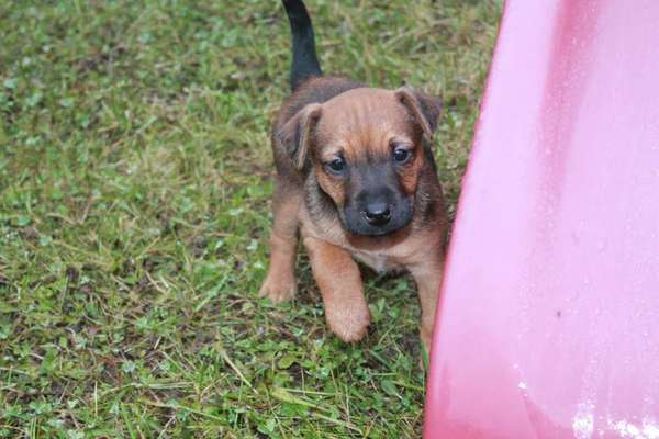 Als Welpen sind sie alle noch süßer-Beitrag-Bild