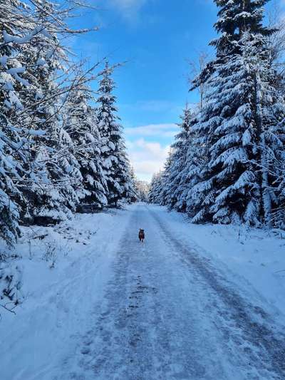 Die wunderschöne Welt mit Hund.-Beitrag-Bild