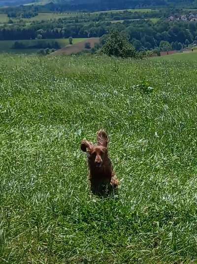 Foto Challenge Nr. 137 - Lass die Ohren fliegen-Beitrag-Bild