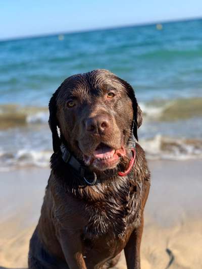 Die Dogorama Kalender Challenge Titelbild-Beitrag-Bild