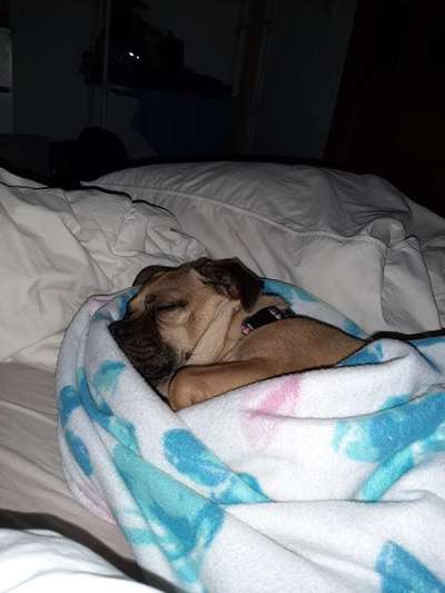 Welche Hunderasse-Beitrag-Bild