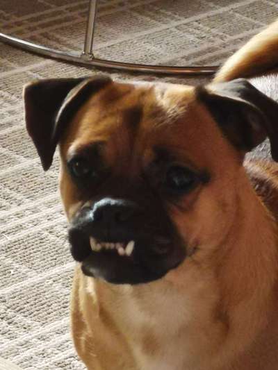 Lustige Grimassen & verrückte Posen-Beitrag-Bild