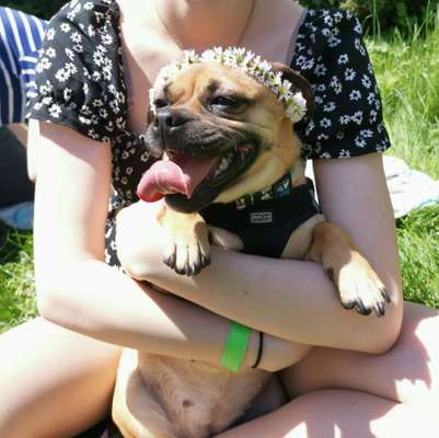 Welche Hunderasse-Beitrag-Bild