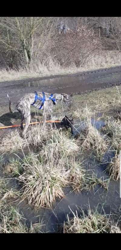 Windhunde - Treffen der besonderen Schönheiten
HERZLICH WILLKOMMEN-Beitrag-Bild