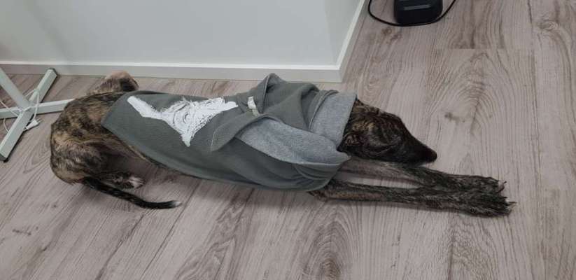 Windhunde - Treffen der besonderen Schönheiten
HERZLICH WILLKOMMEN-Beitrag-Bild