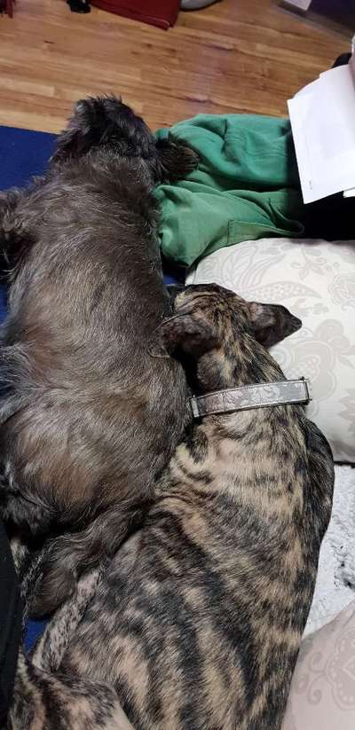 Windhunde - Treffen der besonderen Schönheiten
HERZLICH WILLKOMMEN-Beitrag-Bild