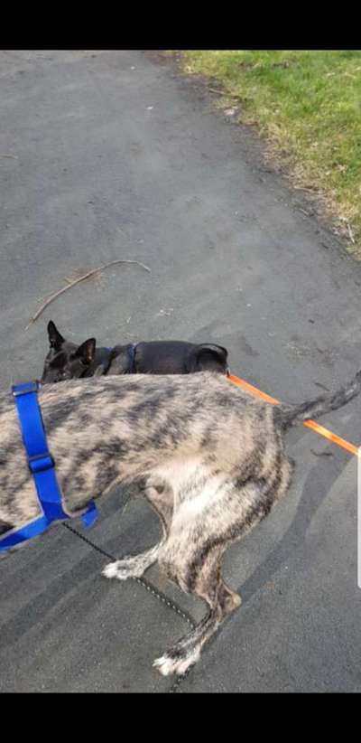 Windhunde - Treffen der besonderen Schönheiten
HERZLICH WILLKOMMEN-Beitrag-Bild