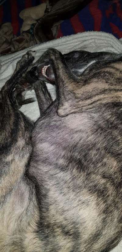 Windhunde - Treffen der besonderen Schönheiten
HERZLICH WILLKOMMEN-Beitrag-Bild