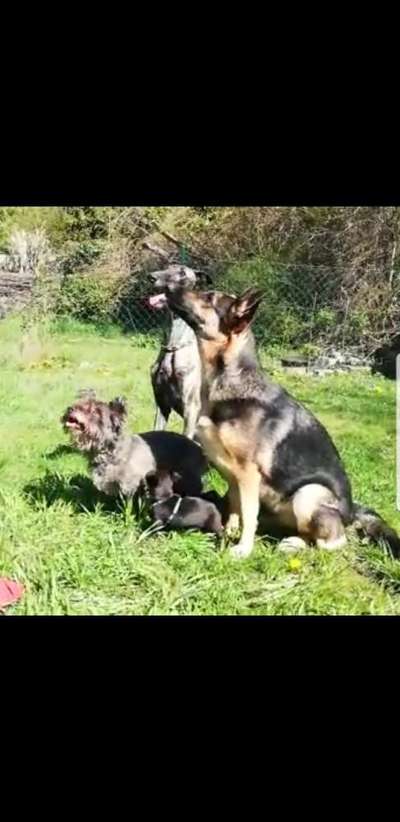 Windhunde - Treffen der besonderen Schönheiten
HERZLICH WILLKOMMEN-Beitrag-Bild