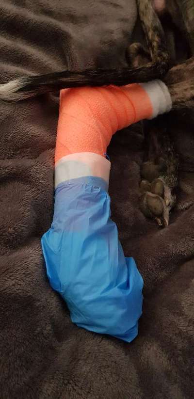 Windhunde - Treffen der besonderen Schönheiten
HERZLICH WILLKOMMEN-Beitrag-Bild