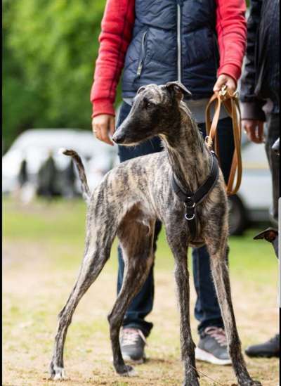 Windhunde - Treffen der besonderen Schönheiten
HERZLICH WILLKOMMEN-Beitrag-Bild