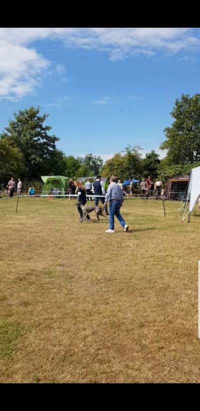 Windhunde - Treffen der besonderen Schönheiten
HERZLICH WILLKOMMEN-Beitrag-Bild