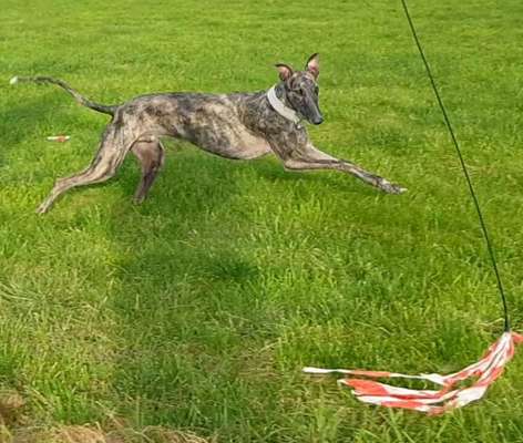 Windhunde - Treffen der besonderen Schönheiten
HERZLICH WILLKOMMEN-Beitrag-Bild