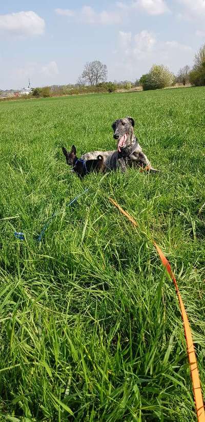 Windhunde - Treffen der besonderen Schönheiten
HERZLICH WILLKOMMEN-Beitrag-Bild