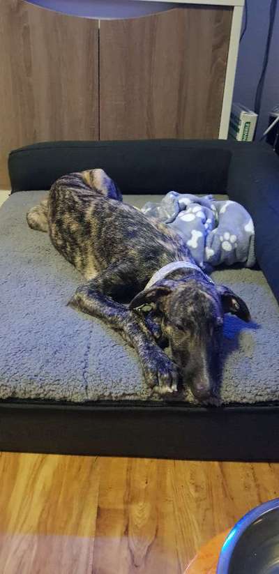 Windhunde - Treffen der besonderen Schönheiten
HERZLICH WILLKOMMEN-Beitrag-Bild