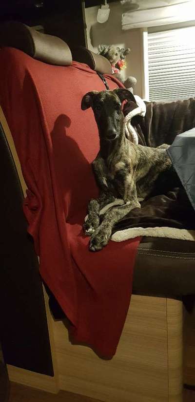 Windhunde - Treffen der besonderen Schönheiten
HERZLICH WILLKOMMEN-Beitrag-Bild