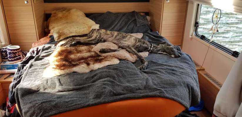 Windhunde - Treffen der besonderen Schönheiten
HERZLICH WILLKOMMEN-Beitrag-Bild