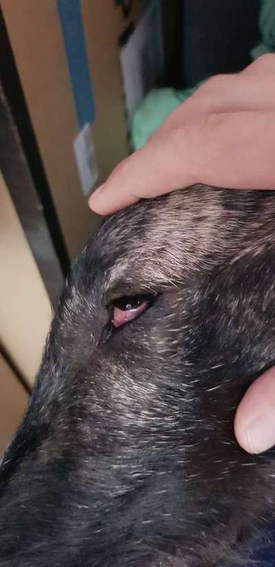 Windhunde - Treffen der besonderen Schönheiten
HERZLICH WILLKOMMEN-Beitrag-Bild