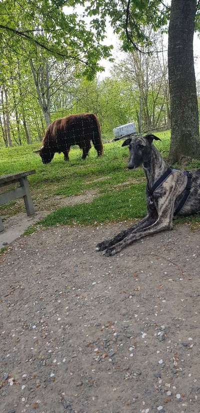 Windhunde - Treffen der besonderen Schönheiten
HERZLICH WILLKOMMEN-Beitrag-Bild