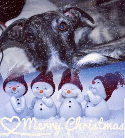 Windhunde - Treffen der besonderen Schönheiten
HERZLICH WILLKOMMEN-Beitrag-Bild