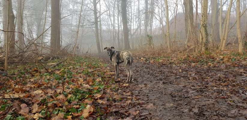 Windhunde - Treffen der besonderen Schönheiten
HERZLICH WILLKOMMEN-Beitrag-Bild