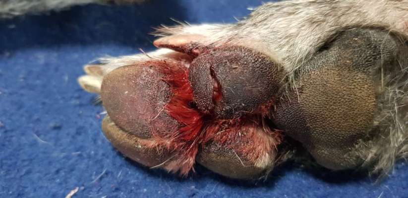 Windhunde - Treffen der besonderen Schönheiten
HERZLICH WILLKOMMEN-Beitrag-Bild