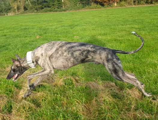 Windhunde - Treffen der besonderen Schönheiten
HERZLICH WILLKOMMEN-Beitrag-Bild