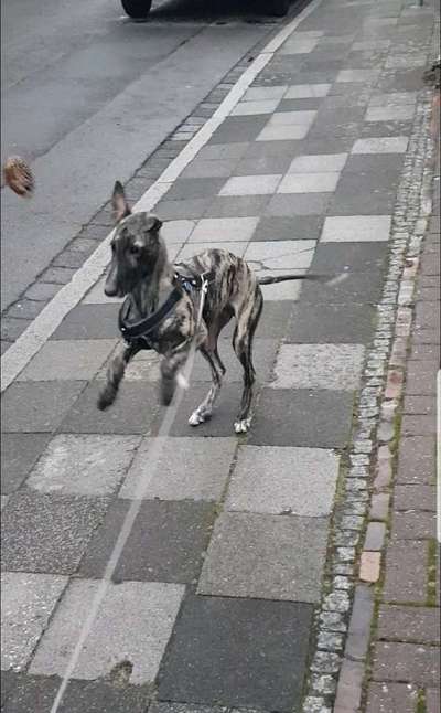 Windhunde - Treffen der besonderen Schönheiten
HERZLICH WILLKOMMEN-Beitrag-Bild