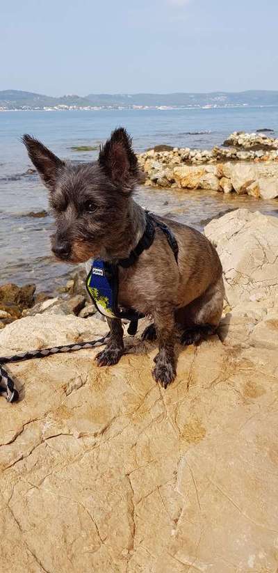 Wie heißt dein Hund?-Beitrag-Bild