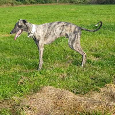 Reinrassige Hunde?-Beitrag-Bild