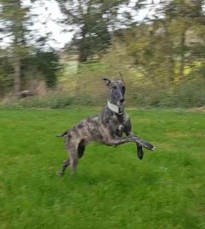 Windhunde - Treffen der besonderen Schönheiten
HERZLICH WILLKOMMEN-Beitrag-Bild