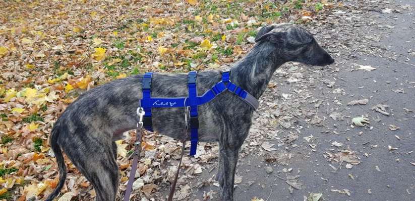 Wie sitzt mein Geschirr?-Beitrag-Bild