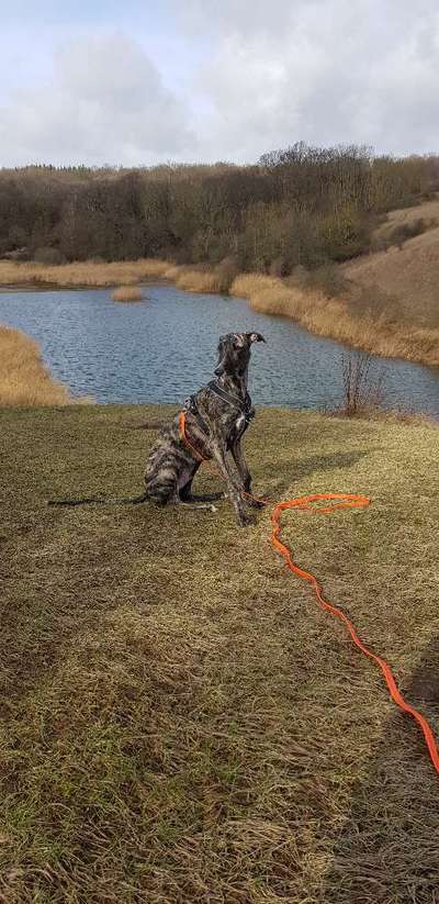 Wie heißt dein Hund?-Beitrag-Bild