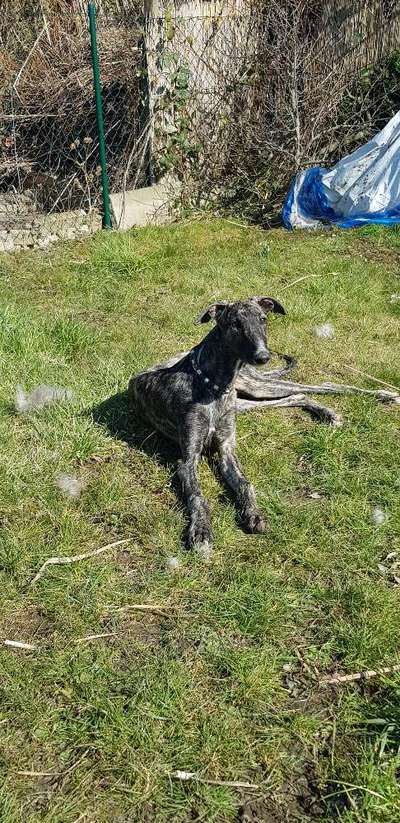 Windhunde - Treffen der besonderen Schönheiten
HERZLICH WILLKOMMEN-Beitrag-Bild