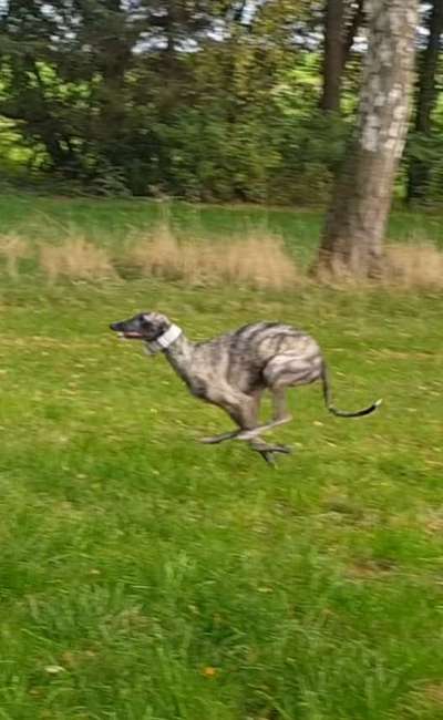 Windhunde - Treffen der besonderen Schönheiten
HERZLICH WILLKOMMEN-Beitrag-Bild
