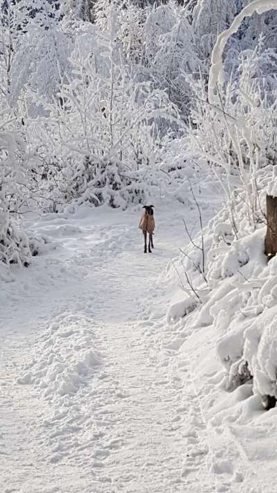 Windhunde - Treffen der besonderen Schönheiten
HERZLICH WILLKOMMEN-Beitrag-Bild