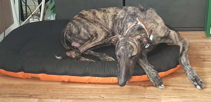 Windhunde - Treffen der besonderen Schönheiten
HERZLICH WILLKOMMEN-Beitrag-Bild