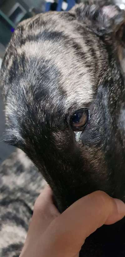 Windhunde - Treffen der besonderen Schönheiten
HERZLICH WILLKOMMEN-Beitrag-Bild