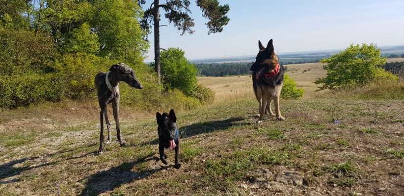 Dogorama Foto Challenge - Bestes gestelltes Bild-Beitrag-Bild