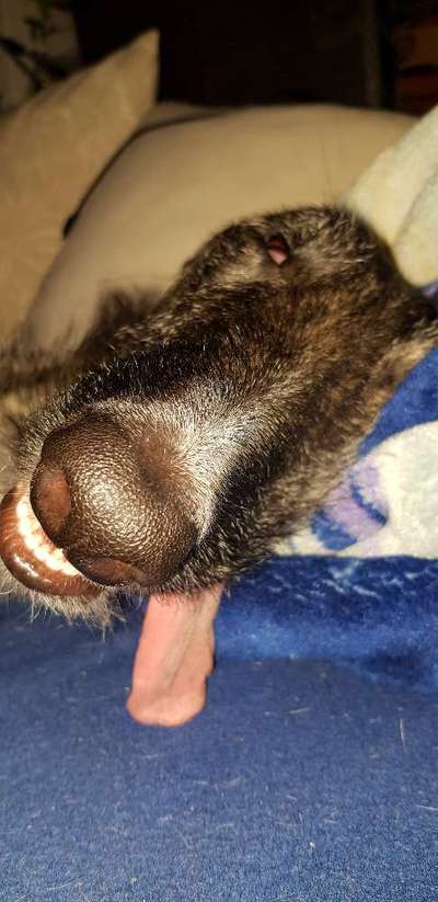 Windhunde - Treffen der besonderen Schönheiten
HERZLICH WILLKOMMEN-Beitrag-Bild