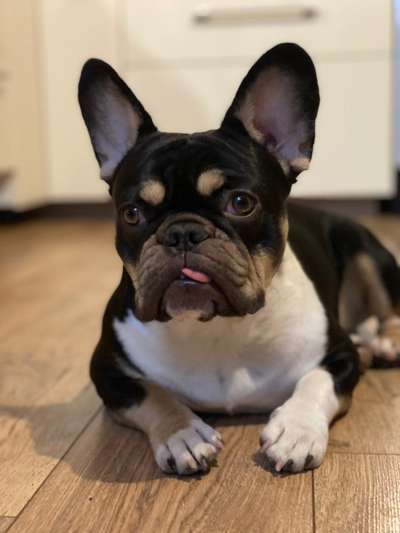 Französische Bulldoggen-Beitrag-Bild