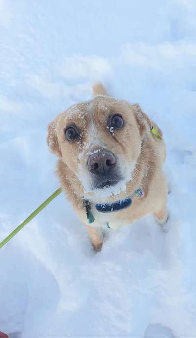 Fotochallenge 61 ~ Schnee-Beitrag-Bild