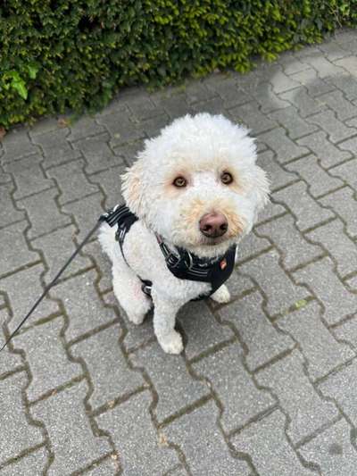 Hundetreffen-Golden Doodle sucht Freundin-Bild