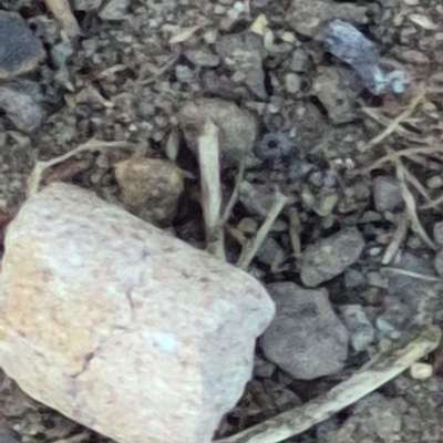 Giftköder-Pellets in der Niebelungenstraße-Bild