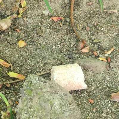 Giftköder-Pellets entlang der gesamten Waldstraße-Bild