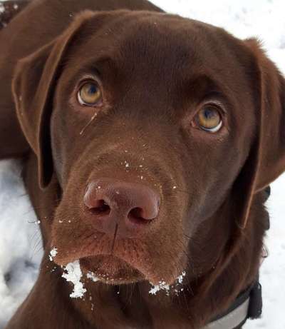 Labradorfans-Beitrag-Bild