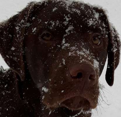 Labradorfans-Beitrag-Bild